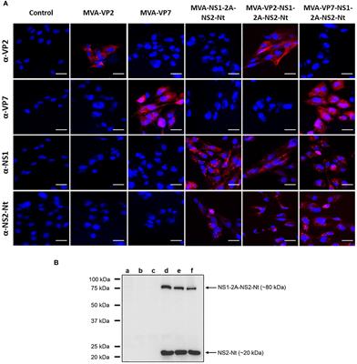 Co-expression of VP2, NS1 and NS2-Nt proteins by an MVA viral vector induces complete protection against bluetongue virus